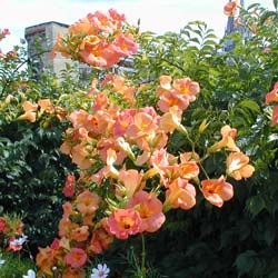 Campsis Tarantella Campsis Tarantella